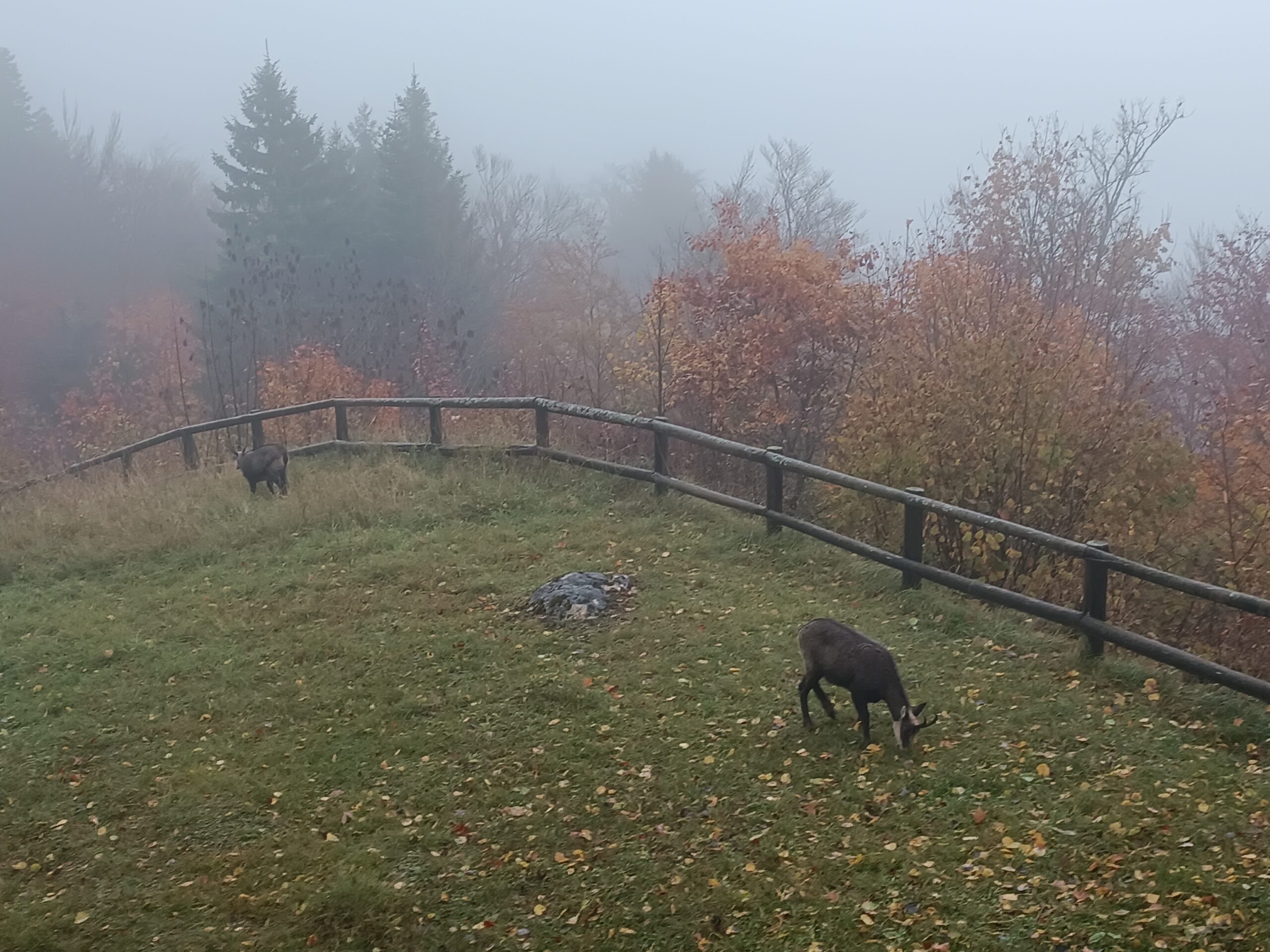 2 chamois